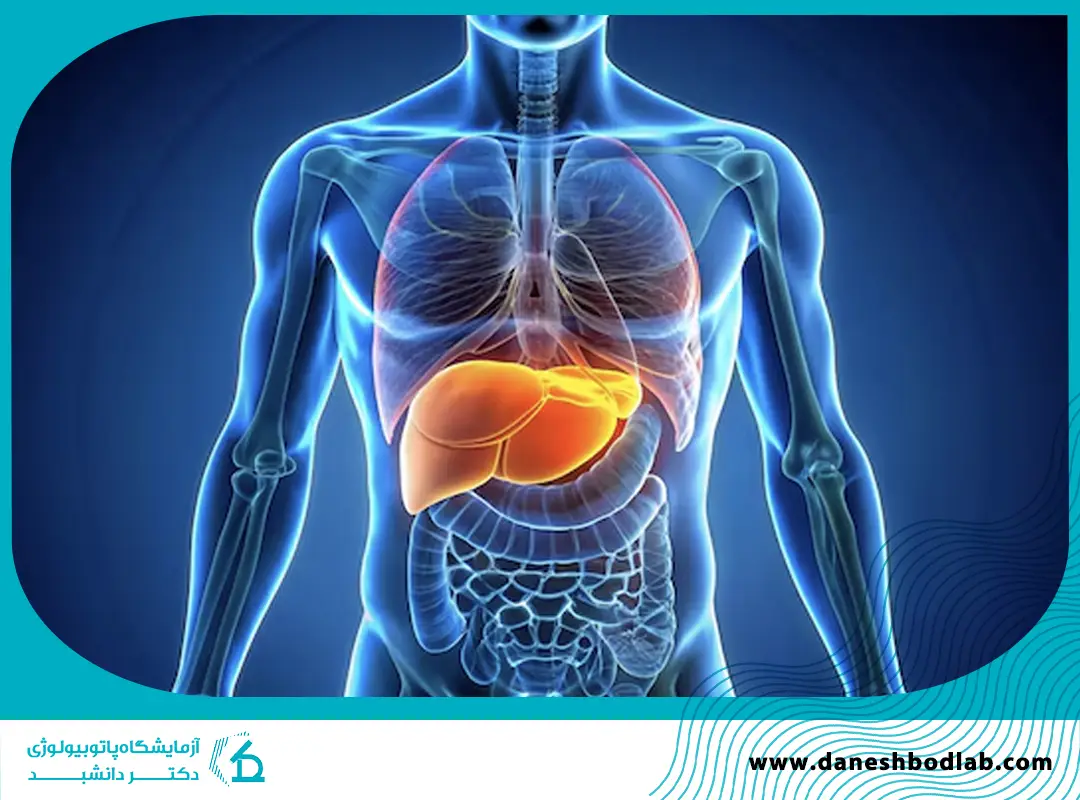 کبد چرب و گریدهای آن در آزمایش خون | تفسیر نتایج و علائم